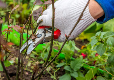 Prune Out Damaged Rose Stems  The Art & Science of Gardening