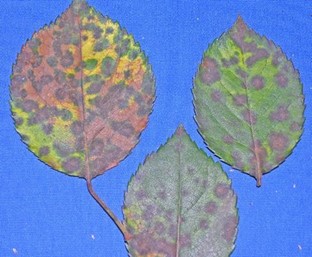 Rose - Black spot Round circular spots with fuzzy edges on three rose leaves infected with the Black spot fungus Diplocarpon rosae