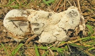 Slime mold Dog Vomit slime mold, Fuligo septica
