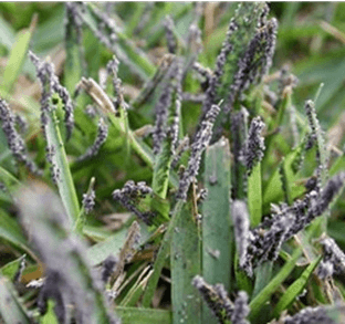 Slime mold | turf Slime mold sporulating on turf
