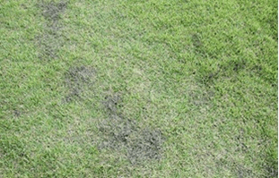 Slime mold | turf Blackish-gray patches in turf with sporulating slime mold
