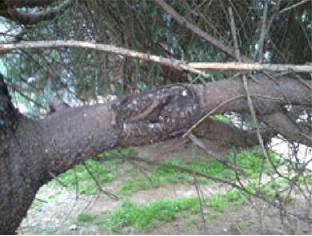 spruce branch showing fungal damage spruce branch showing a hole damage from fungal canker