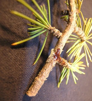 Spruce cytospora canker damage close up of spruce branch showing fungal damage on the stem