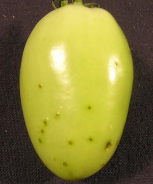 Tomato Bacterial Speck | fruit A green tomato fruit with tiny black specks caused by the bacterial speck pathogen