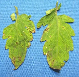 Tomato Bacterial Speck | leaves Tomato leaves with tiny, black specks surrounded by a yellow halo, caused by bacterial speck.