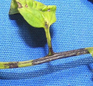 Tomato Bacterial Speck | stem Elongated black lesions on petiole and tomato stem from bacterial speck.