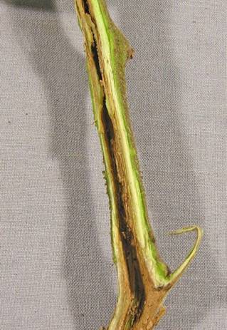 tomato bacterial stem rotted specimen. the stem appears hollowed out