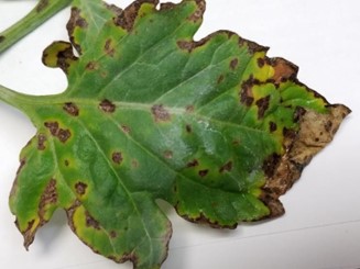 Tomato | Septoria Leaf Spot Close up of green tomato leaf containing numerous small, brown spots and withered edges caused by Septoria leaf spot