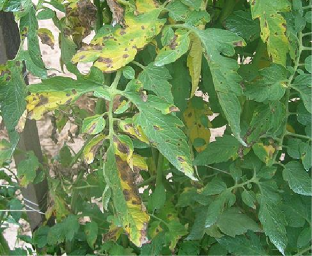 Tomato plant | Septoria Leaf Spot Tomato plant with foliage damage from Septoria leaf spot, having numerous yellowed and browned leaves caused by the fungus.