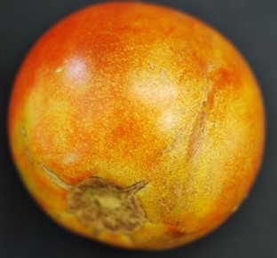 Tomato fruit | spider mite damage A tomato fruit that is heavily speckled with yellow specks from spider mite feeding.