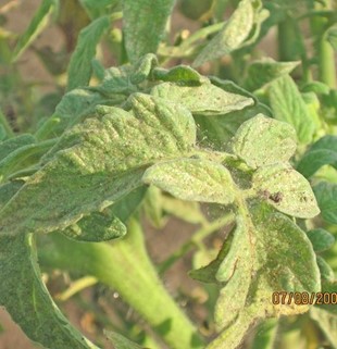 Tomato leaves | spider mite damage Closeup of tomato leaves that are speckled from spider mite feeding, and have webs from the mites.
