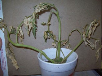 Tomato | Sunburn Tomato leaves gray and wilted from being killed by sunburn