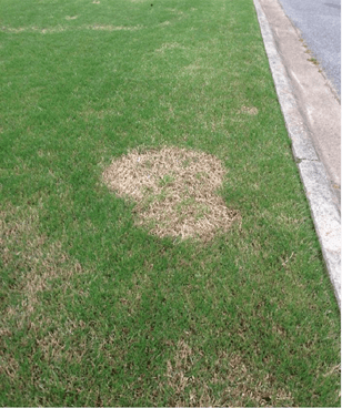 Turf Spring Dead Spot Green bermudagrass with circular dead, bleached patches caused by turf spring dead spot