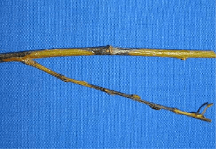 Branch from a willow tree, green with black areas caused by willow black canker fungus.