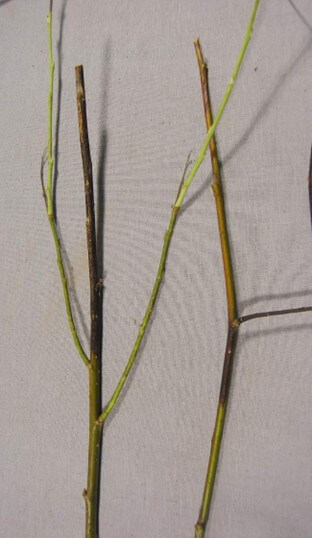 Two branches from a willow tree, each turning from green to black caused by willow black canker fungus.