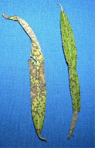 Two willow leaves, green and covered in numerous brown spots caused by willow leaf spot.