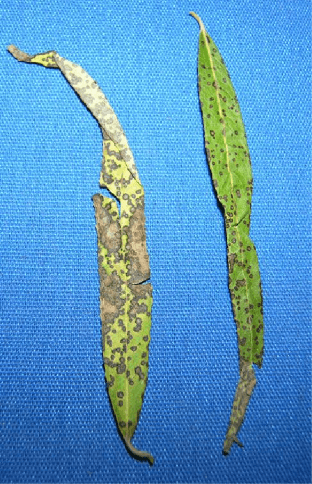 Willow | leaf spot Two willow leaves, green and covered in numerous brown spots caused by willow leaf spot.