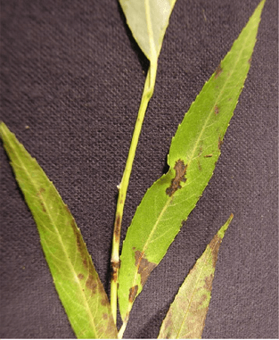 Four willow leaves, green with elongated brown spots caused by willow scab.