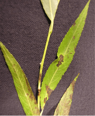 Willow | scab Four willow leaves, green with elongated brown spots caused by willow scab.