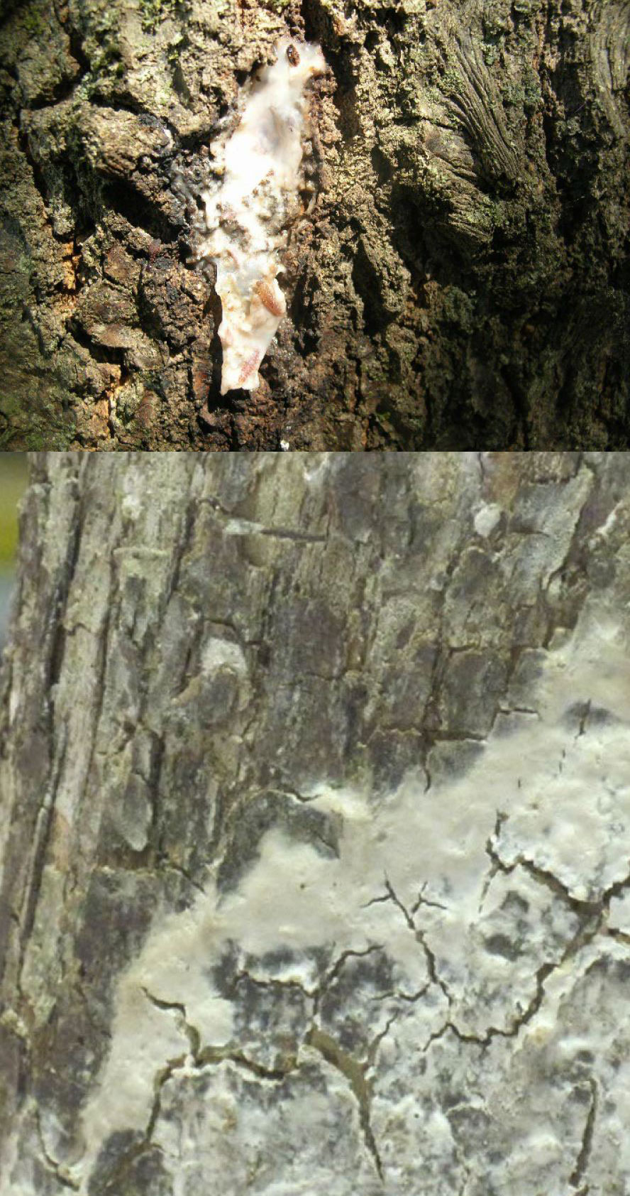 Two photos of oak trees exhibiting bacterial wetwood symptoms including presence of white ooze.