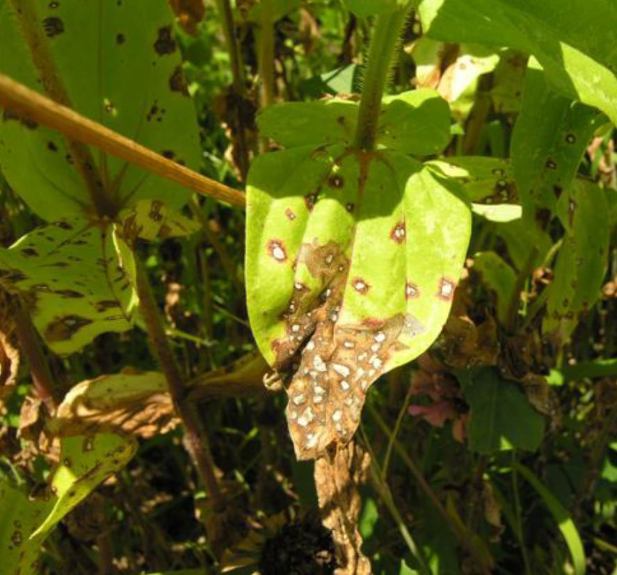 Zinnia leaf showing leaf spot symptoms. Symptoms include complete browning of the lower leaf.