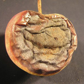 apple bitter rot