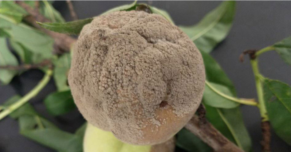 Peach depicting brown rot symptomology. Peach is covered with grayish-tan spore mass.