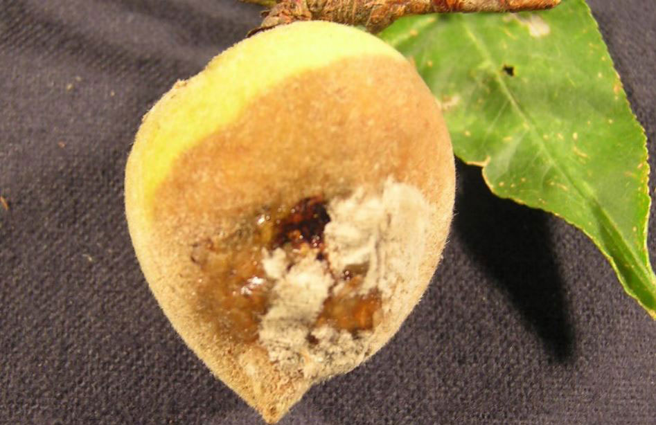 Peach depicting brown rot symptoms, including graying-tan spore mass.