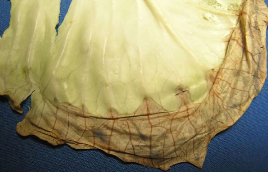 Cabbage showing black rot symptoms. Symptoms include darkened veins.