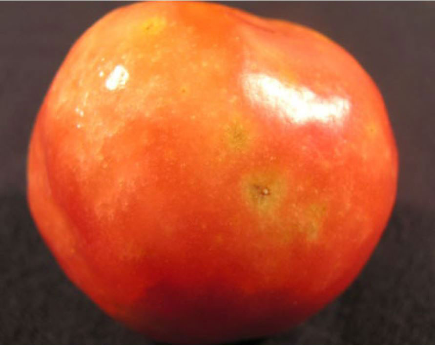 Photo shows a ripe tomato samaged by stink bug feeding. Symptoms include yellow discoloration surrounding a brown pin prick.