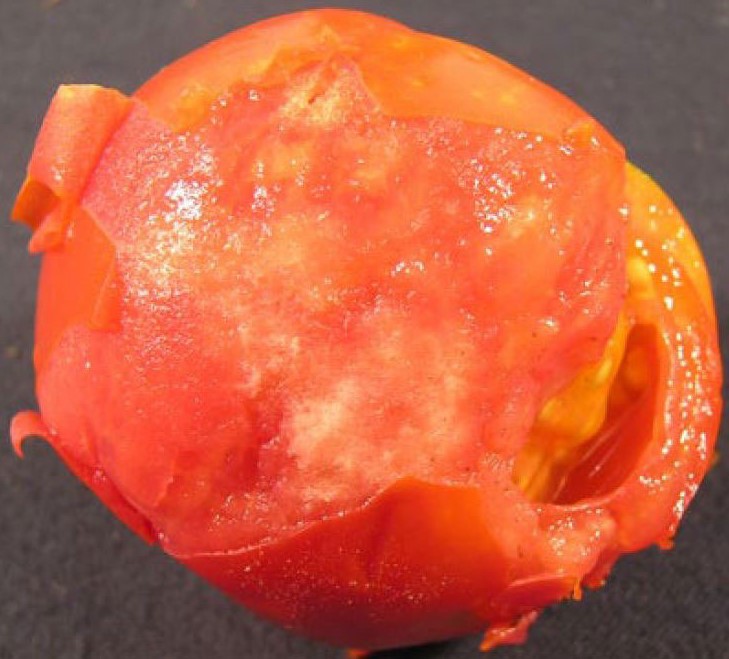 Photo shows a peeled tomato damaged by stink bug feeding. Symptoms include yellow discoloration.
