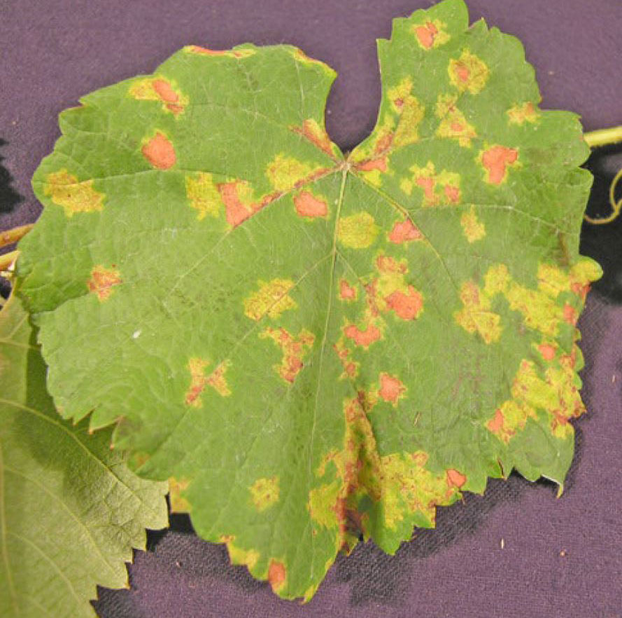Grape leaf showing downy mildew symptoms, including yellowish lesions