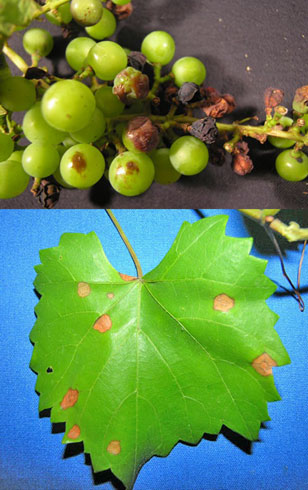 grape black rot