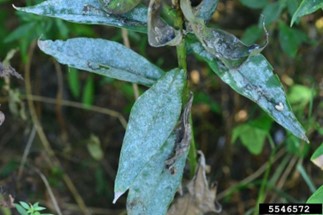 powdery mildew on phlox leaves is dusty spotchy white looking substance