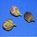 Rose of Sharon Blossom Midge Damage Rose of Sharon Blossom Midge Damage