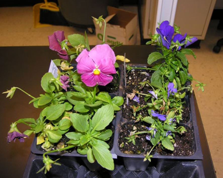 Pansies showing black root rot symptoms including wilting and stunting