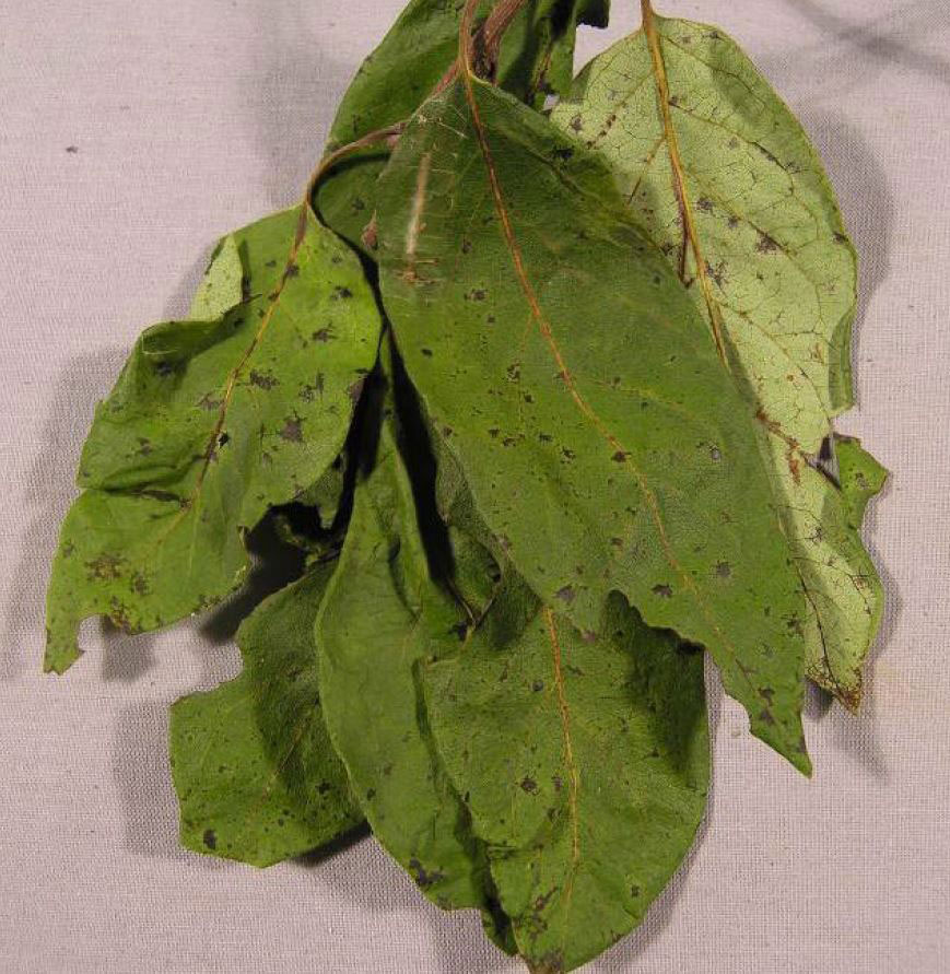 persimmon leaves showing persimmon leaf spot symptomology. Symptoms include brown spots and angular lesions.
