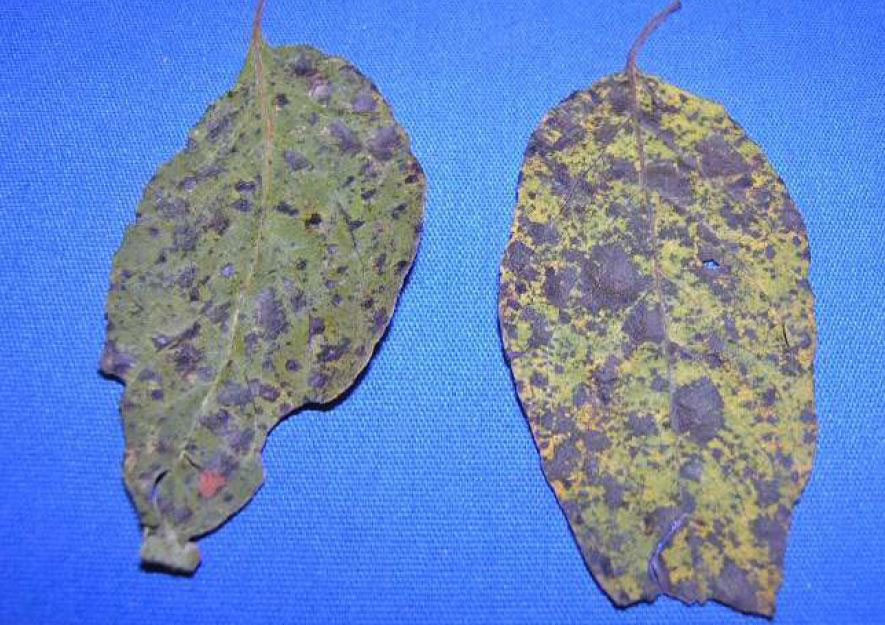Photo shows persimmon leaves showing persimmon leaf spot symptomology. Symptoms include brown spots and angular lesions.