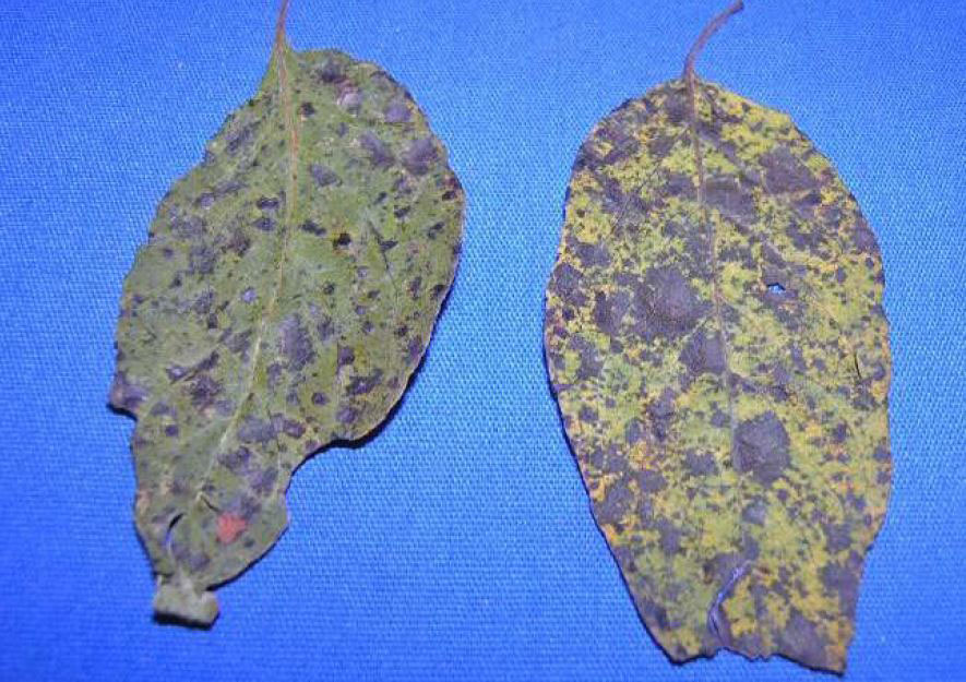 Photo shows persimmon leaves showing persimmon leaf spot symptomology. Symptoms include brown spots and angular lesions.