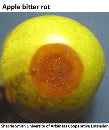 fruit lesion