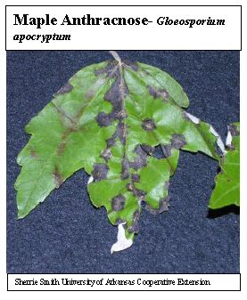 anthracnose