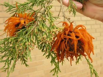 Cedar Apple Rust image