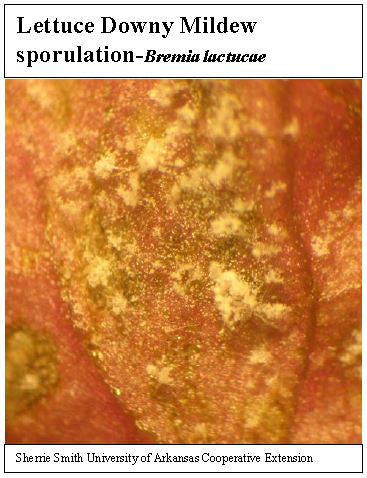 sporulation