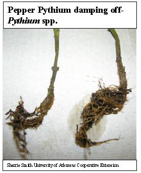 pythium