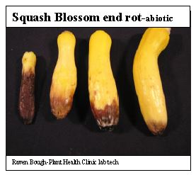 squash