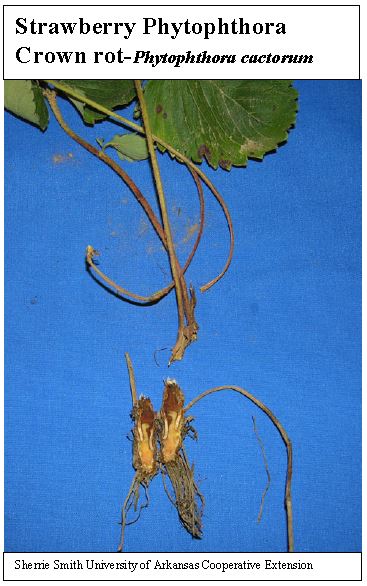 crown rot stems