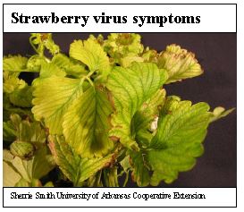 virus symptoms
