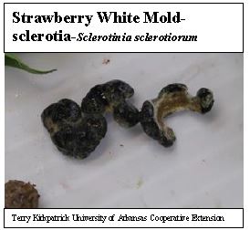 sclerotia