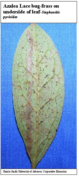 underside of leaf