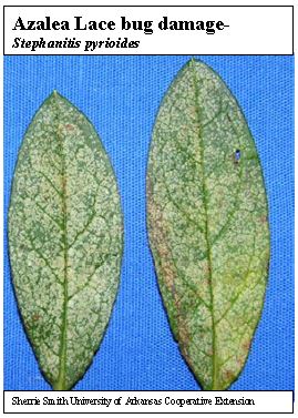 Disease – Broad Leafed Woody Ornamental